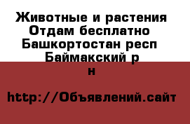 Животные и растения Отдам бесплатно. Башкортостан респ.,Баймакский р-н